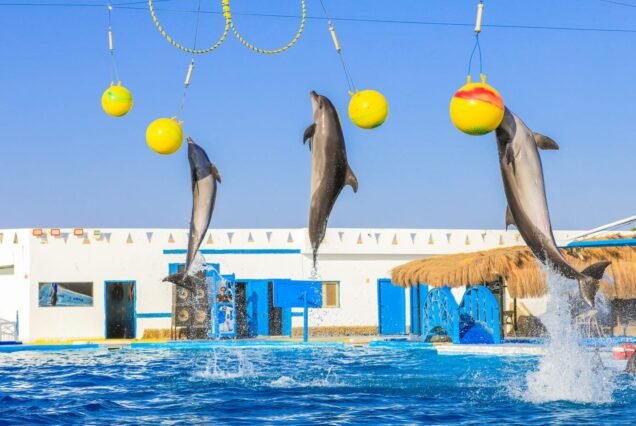Dolphin Show ( 2 Hours )