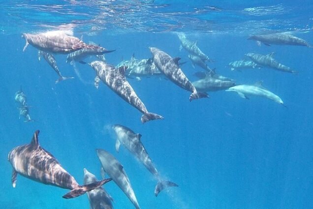 Dolphin Excursion (Group Boat)
